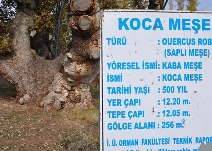 Koca Meşe 2